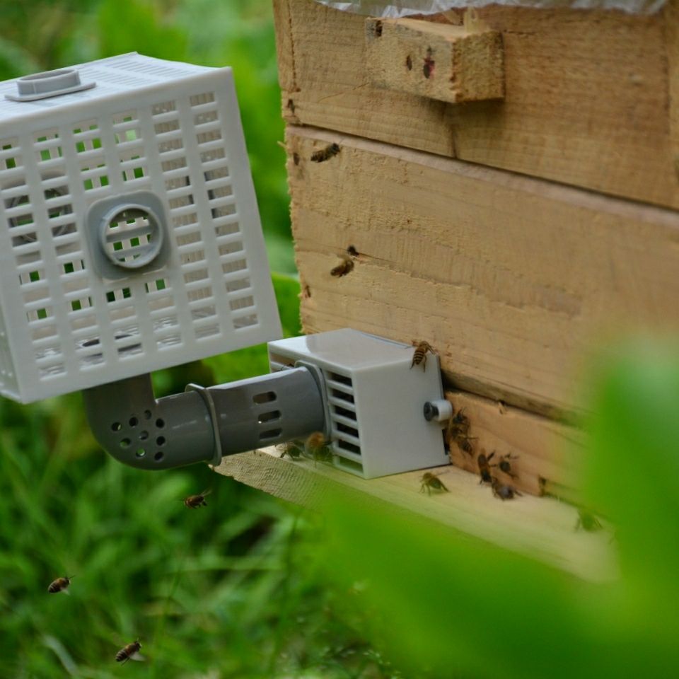 中蜂自动收王分蜂器除雄蜂神器导王管隔王片多功能自动分蜂器1个装