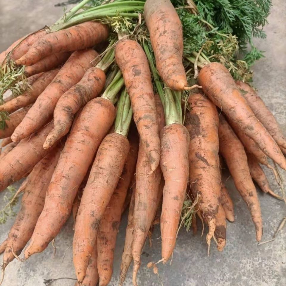 农家种小胡萝卜云南露天种新鲜红萝卜现挖带樱带泥发货昌隆福记 农家