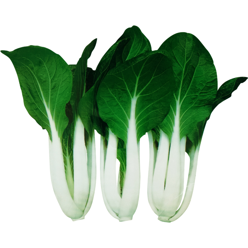 黑白配黑叶小白菜孑高产耐热耐湿四季播白梗青菜种子泰美蔬菜种籽黑白