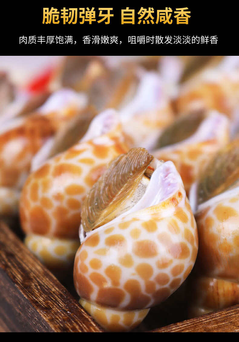 新鲜花螺鲜活海螺东风螺猫眼螺凤螺香螺海鲜水产冷冻特大花螺3斤