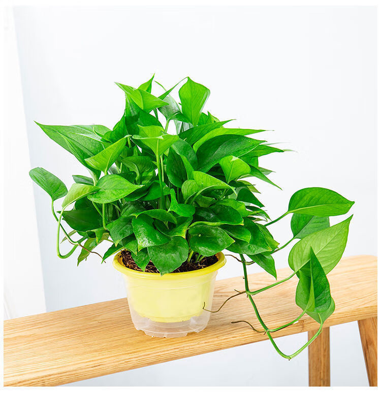 绿萝盆栽室内花卉植物吸除甲醛绿植水培好养长藤大叶大盘绿箩 【180#