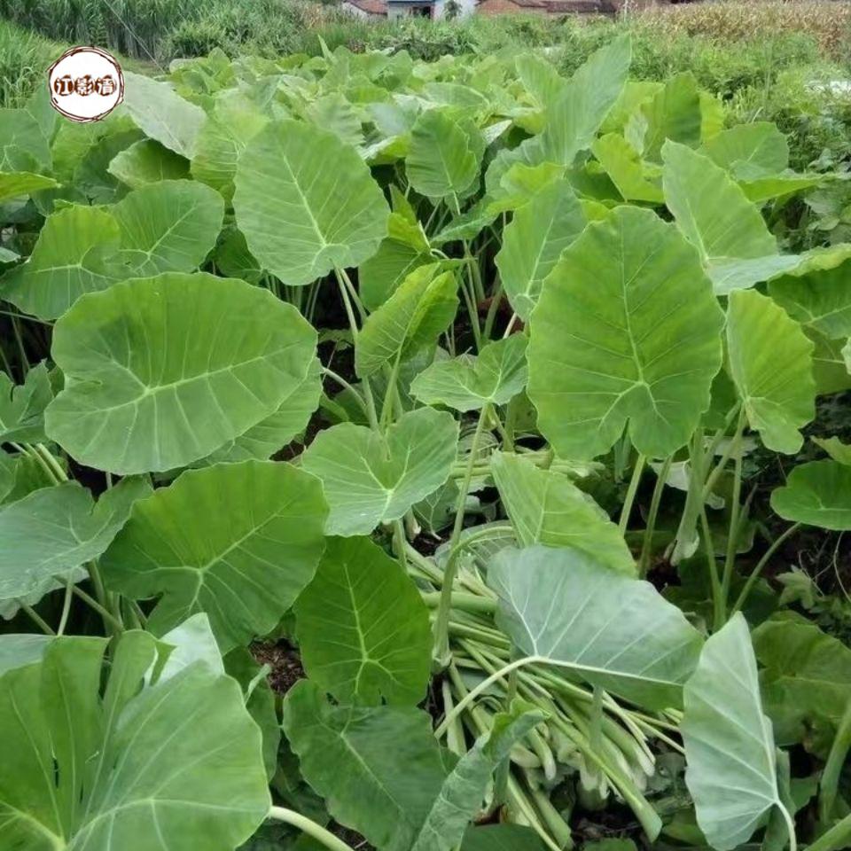 江影清广西白芋苗专芋苗梗新鲜白芋荷苗贵州广菜苗现挖 10颗小苗