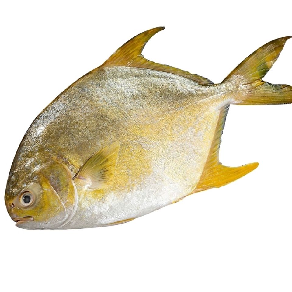 金鲳鱼没有冰新鲜冷冻深海大金鲳新鲜发货,顺丰冷链 五斤五条【图片