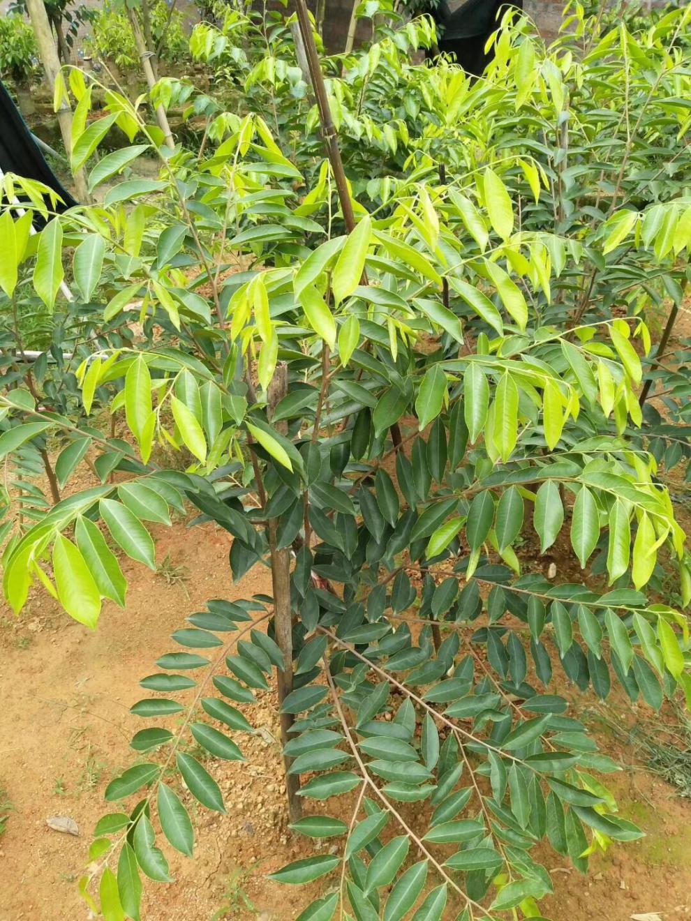 奇楠沉香树苗 奇楠沉香树苗越南奇楠小苗沉香树苗树苗绿化树苗盆栽