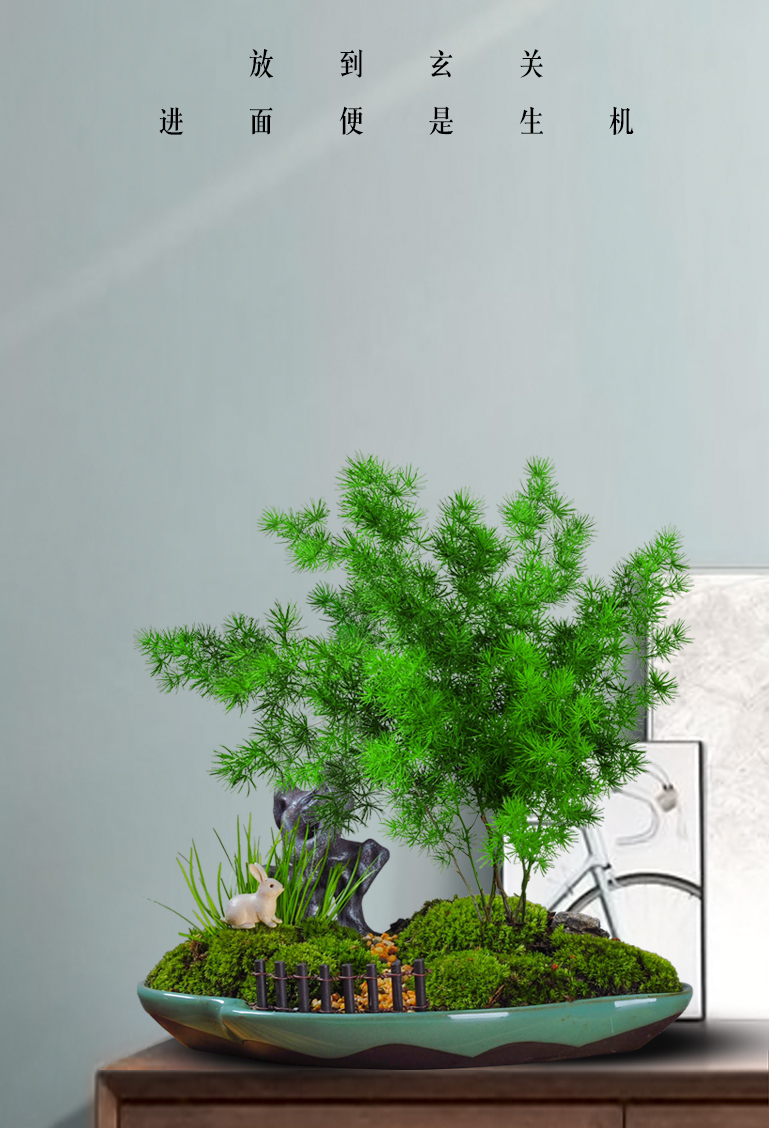 采缇蓬莱松盆栽好养盆景活植物室内花四季常青花草观花生肖猴花卉蓬莱