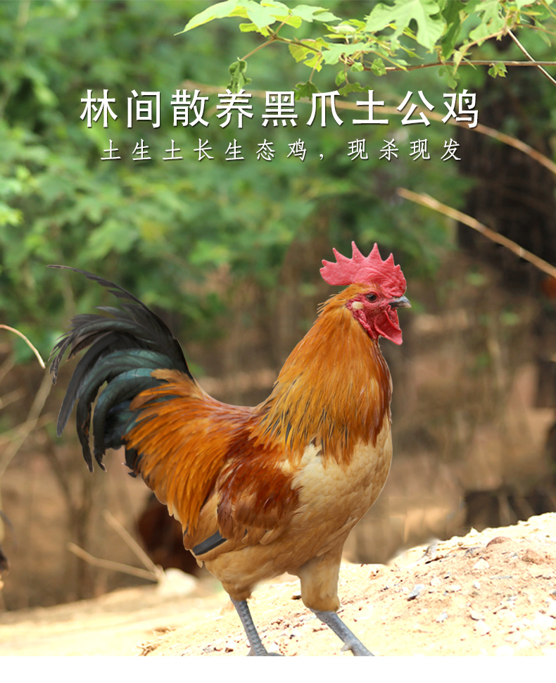 安徽黑爪大公鸡农家土公鸡林间散养走地鸡活鸡现杀整只约45斤