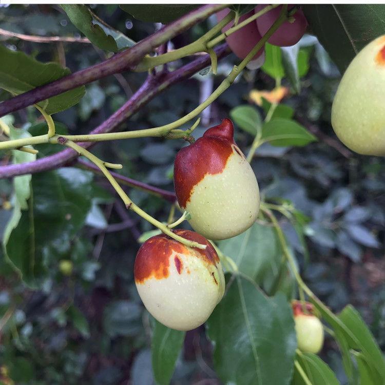 嫁接棗樹苗特大沾化冬棗當年結果棗子樹苗南方北方庭院種植果樹苗