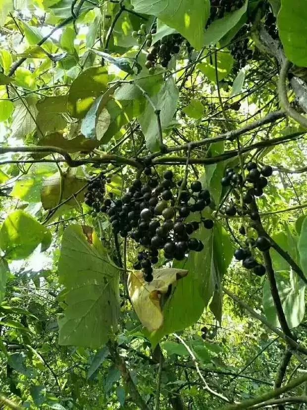 新鲜水果广西正宗野生酿酒野葡萄毛葡萄自制酿酒可食用葡萄 10斤