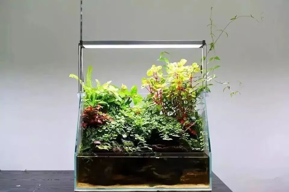 可开票超白水陆鱼缸植物造景缸微景观斜口造景缸金晶玻璃两栖生态缸