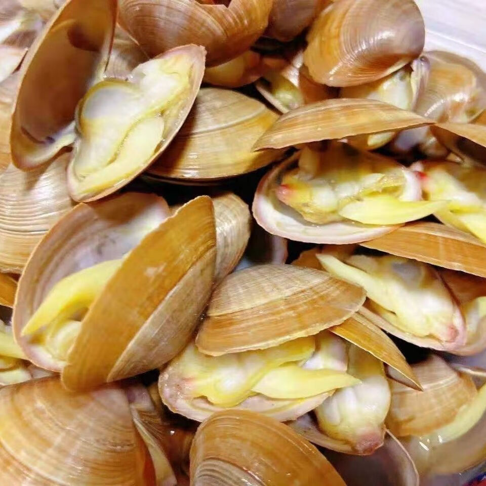 鲜活黄蚬子新鲜无沙鲜活黄海特产黄蚬子蛤蜊活海鲜蚬子半斤