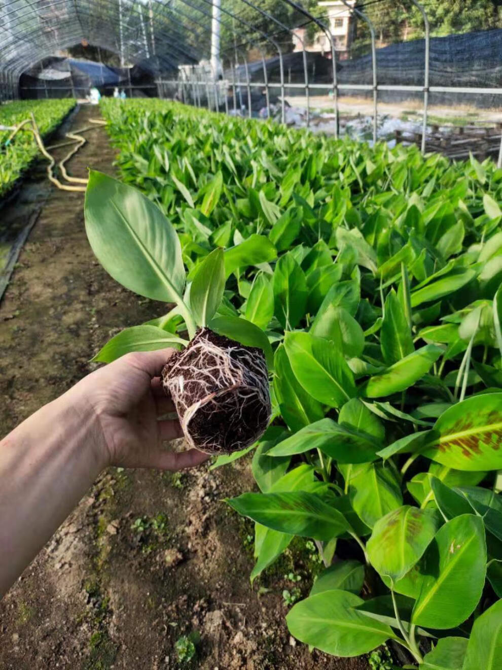 苹果粉蕉苗树苗带土广西中蕉9号香蕉苗四季种植红香蕉1棵带原土杯带叶
