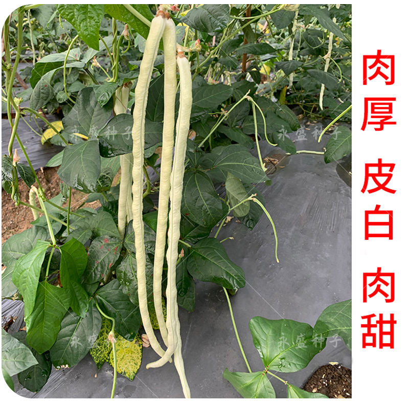 豆角种籽子猪仔豆肉厚高产豇豆四季豆无架长豆角种子蔬菜种孑大全美园