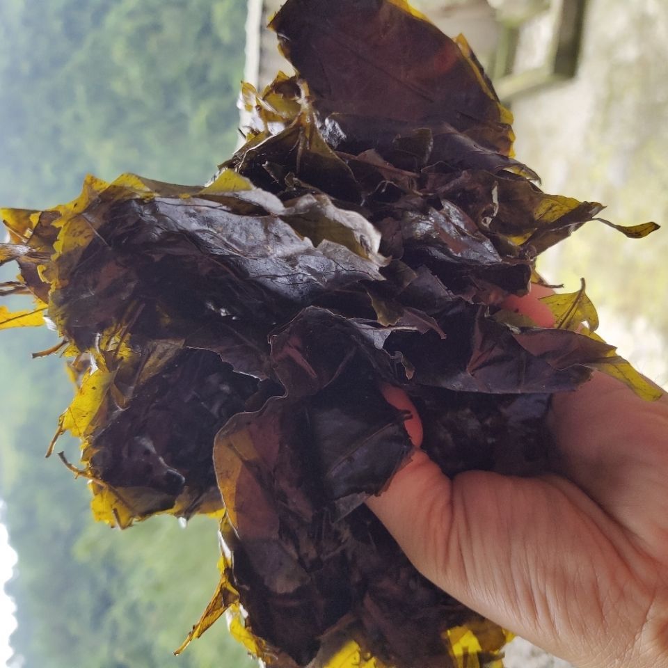 苦丁茶新茶貴州特產苦丁茶餘慶小葉苦茶苦中甘甜毛冬青 苦丁茶250g