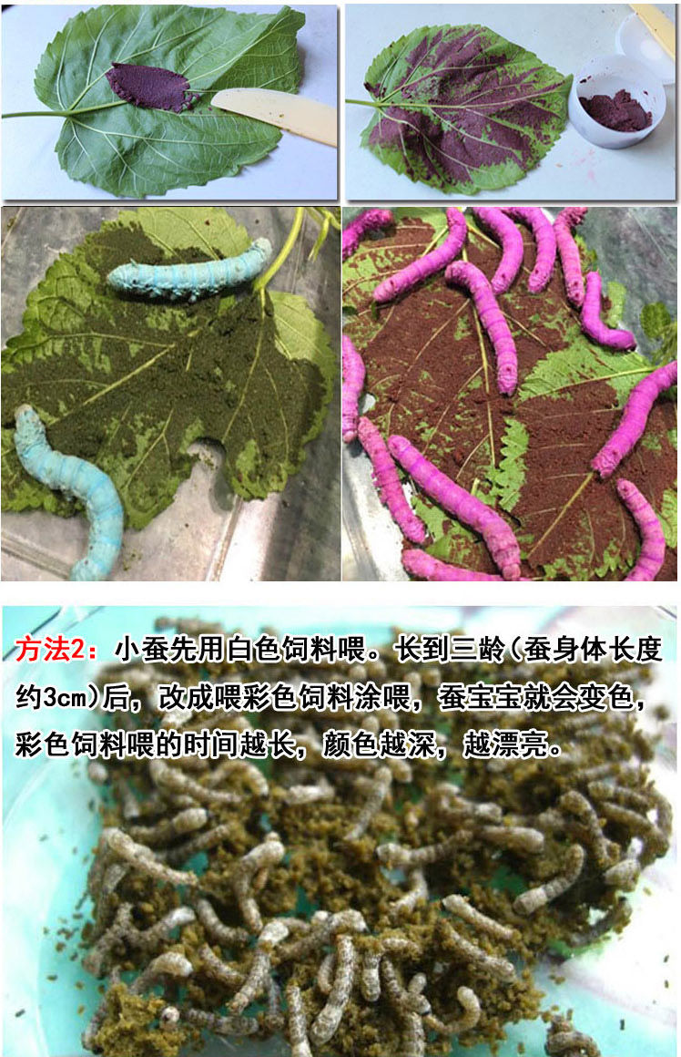 七彩蚕养蚕宠物饲料彩蚕食物养彩色蚕宝宝新鲜桑叶红黄蓝紫白红色饲料