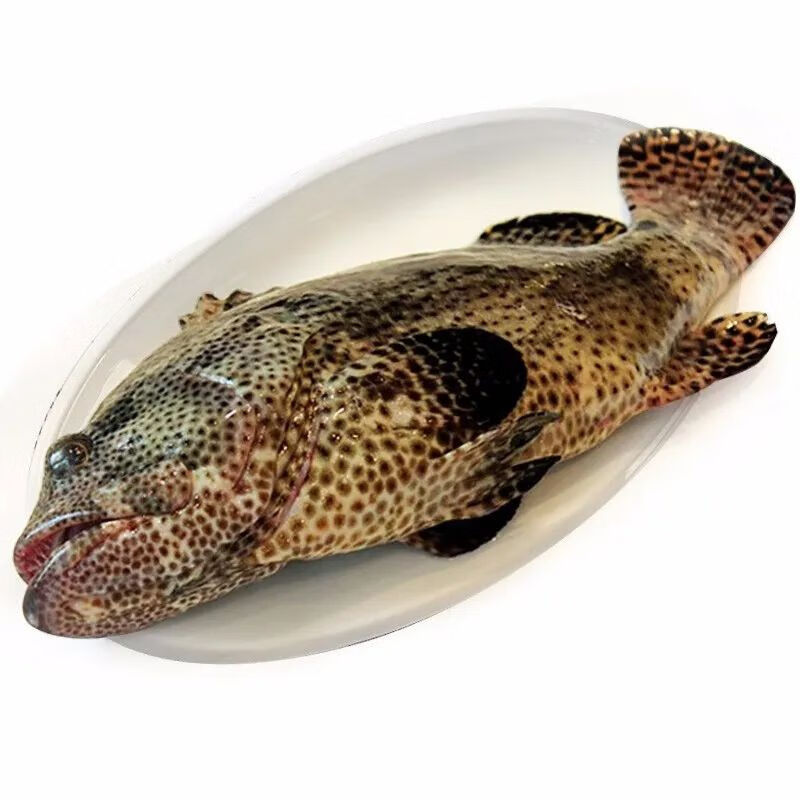 石斑鱼鲜活石斑鱼石斑鱼冷冻珍珠斑鱼龙胆老虎斑真空速冻 腾旺纳跃