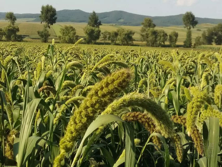 黄米植株图片