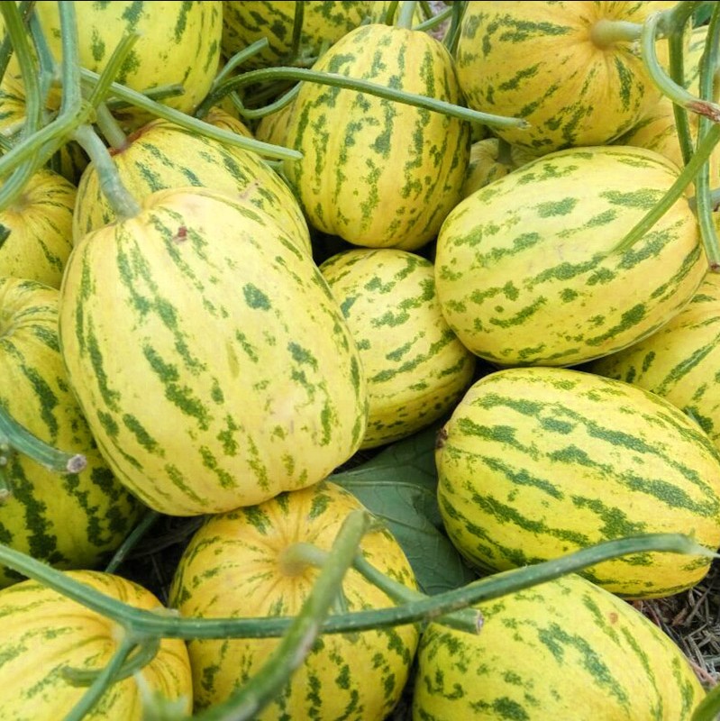 时艺杂交八里香甜瓜种子四季早熟高产超甜新品种薄皮香瓜种籽蔬菜种子