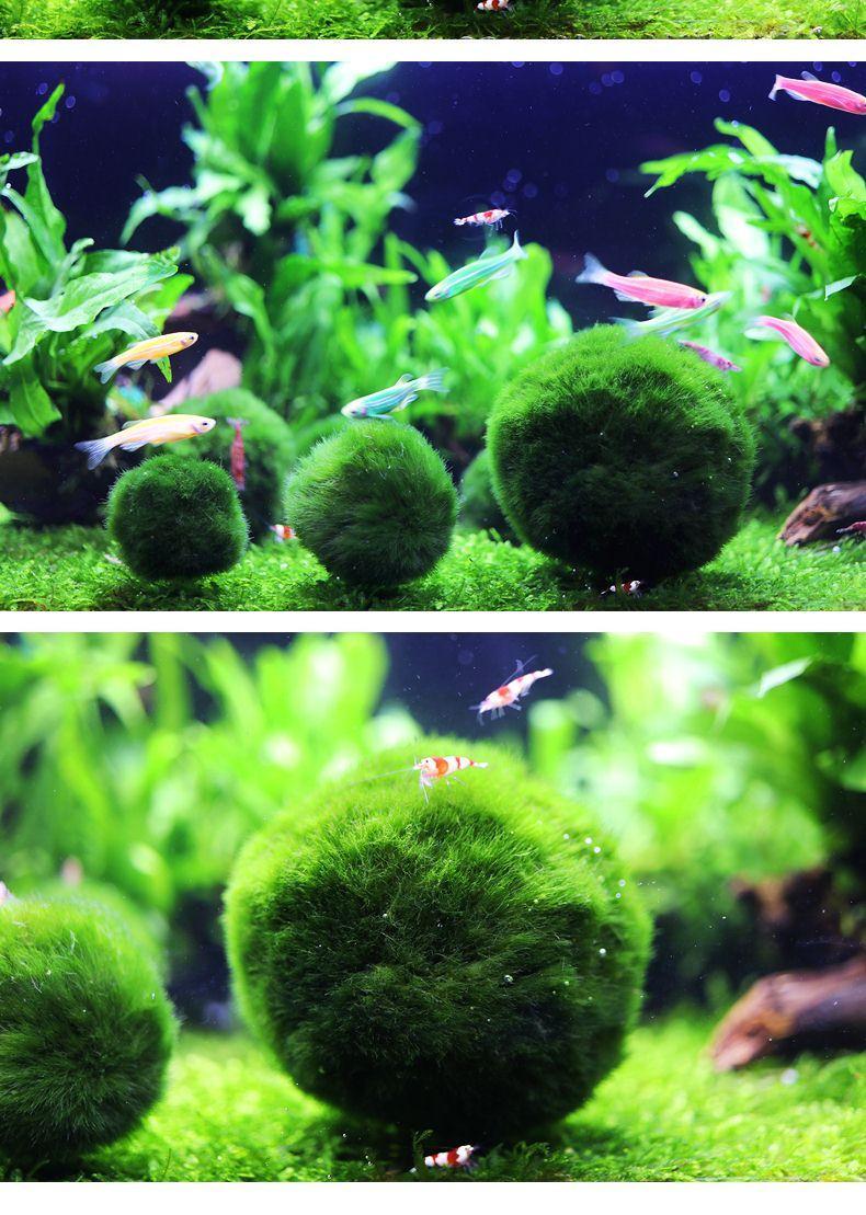 鱼缸水族箱造景水草海藻球生态球造景绿藻球生态瓶绿澡球水藻球中号3