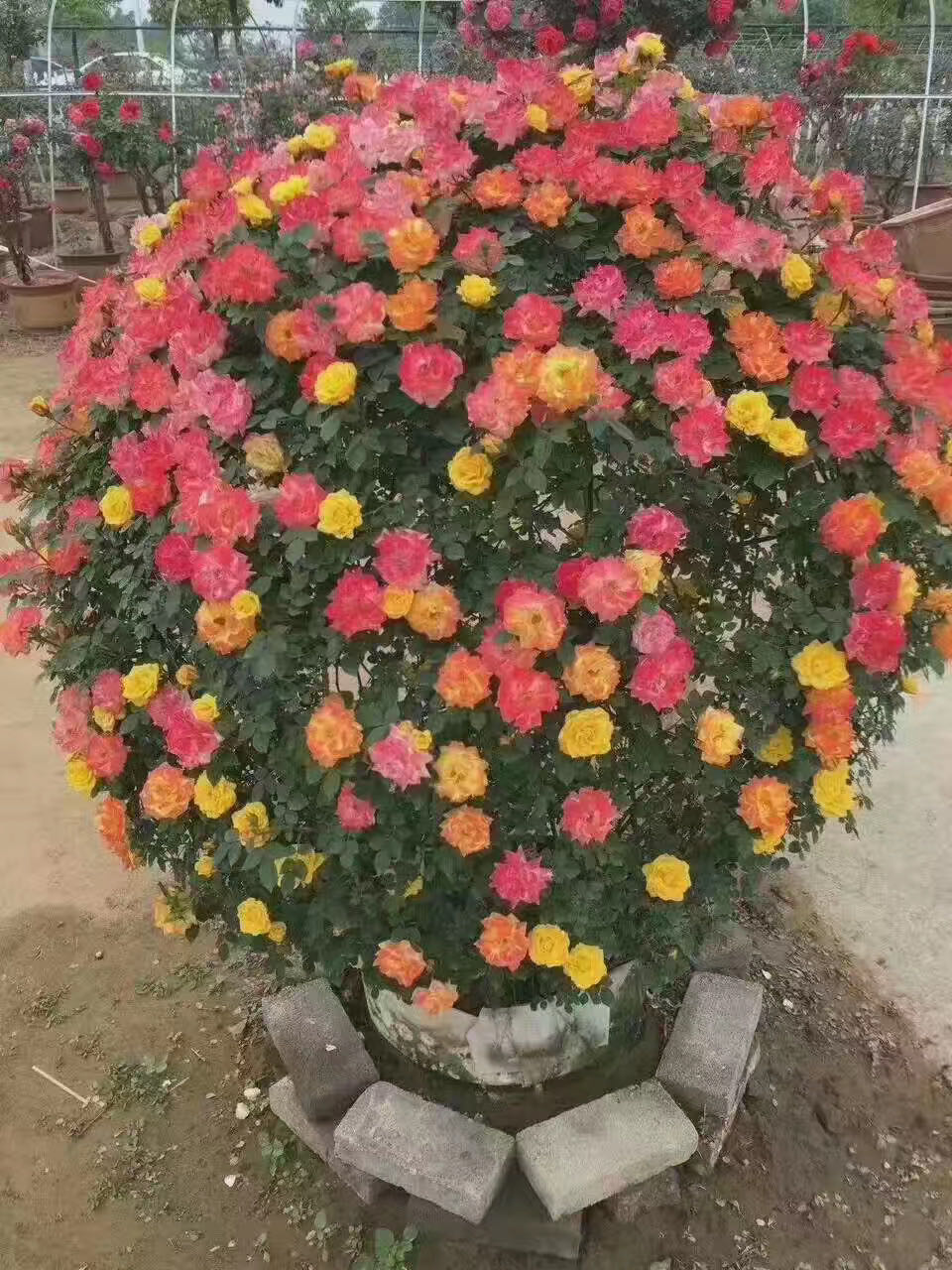 蔷薇花苗爬藤造型花球欧月藤本月季四季老桩花球造型盆栽庭院虎雀aa滕