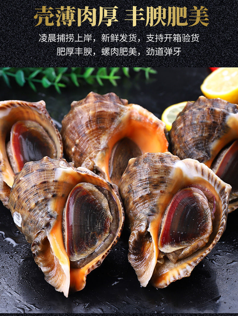 海螺鲜活大海螺新鲜超肥海螺螺类大中小海捕现发海鲜水产 8-10只/斤