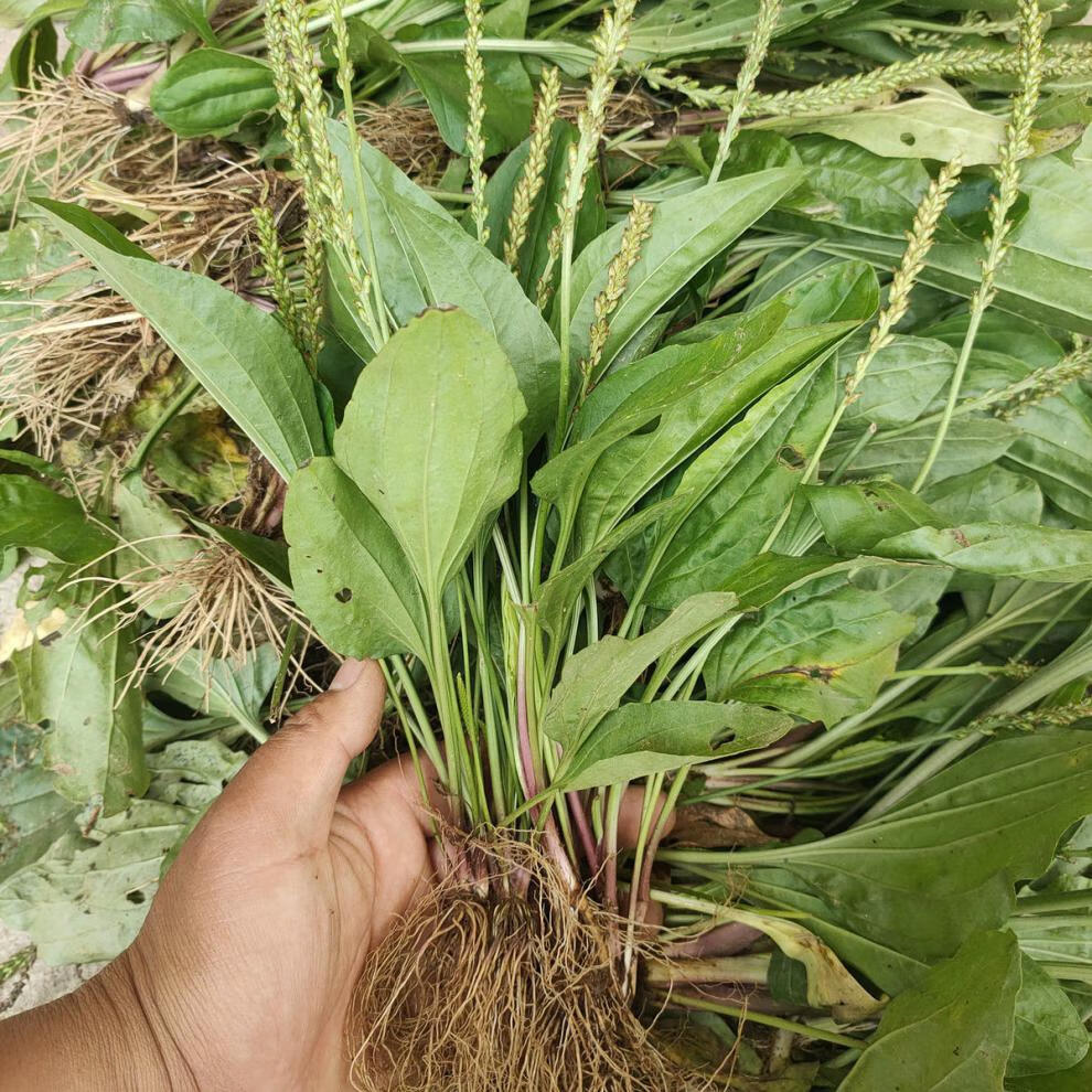 【精选】新鲜车前草整棵带根车钱草泡水车草干泡另有干车前草车轮菜