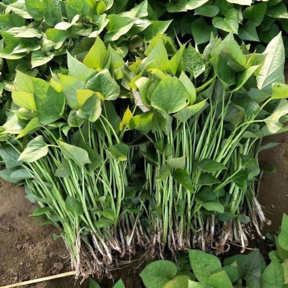 红薯秧苗烟薯25西瓜红蜜薯苗紫薯淀粉薯玛莎莉板栗薯现拔现发 红皮