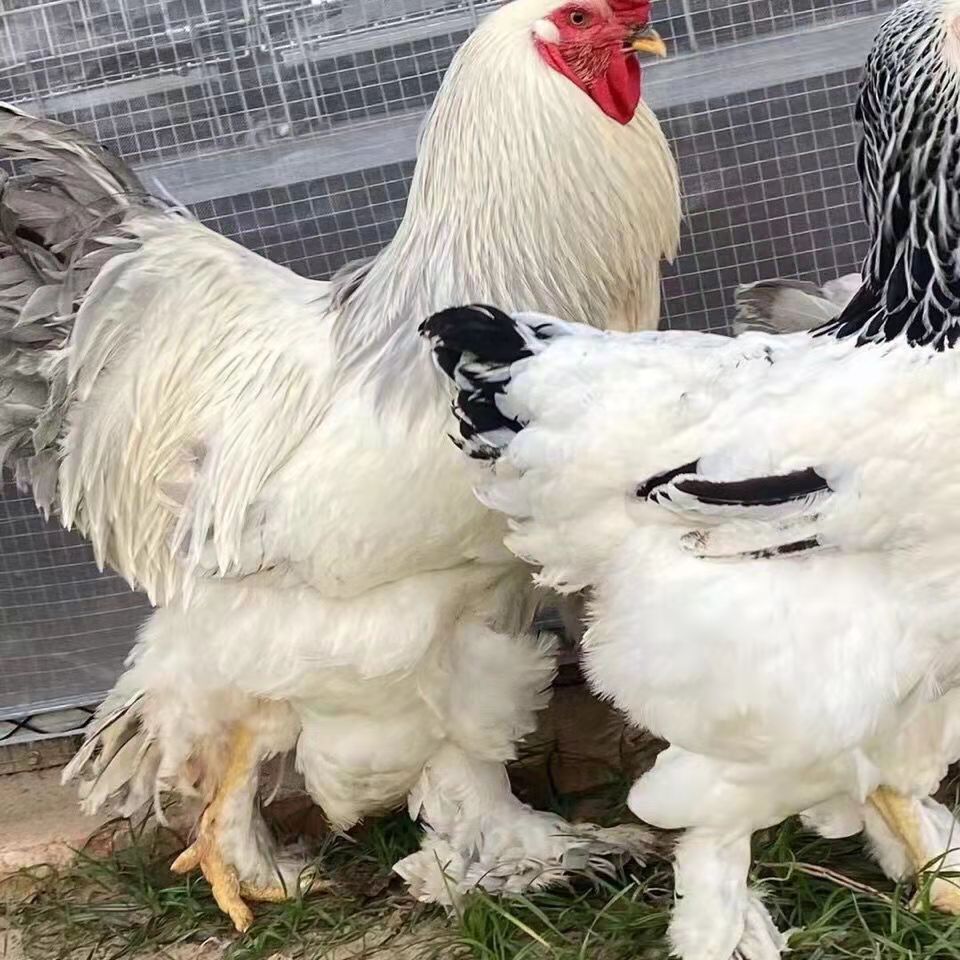 进口婆罗门鸡苗活体婆罗门受精卵巨型鸡一代进口观赏鸡蛋大红袍樊天鸡