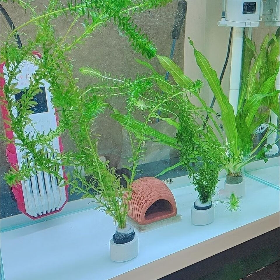 水草固定环 水草定植三件套 陶瓷环 定植绵定植篮定植环 鱼缸沉环