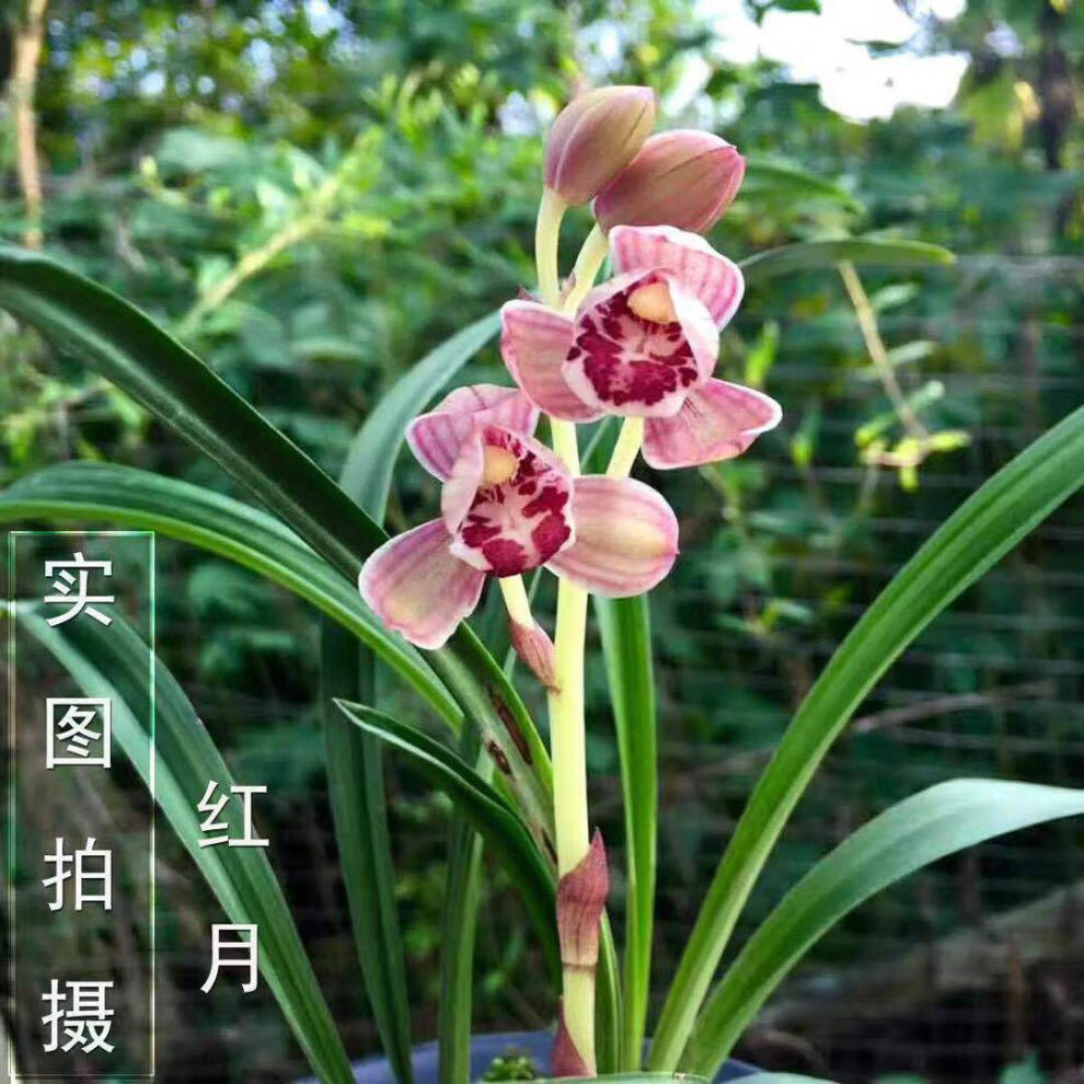 促销四季名品兰花好养型开花香亏本市长红梅4苗连体