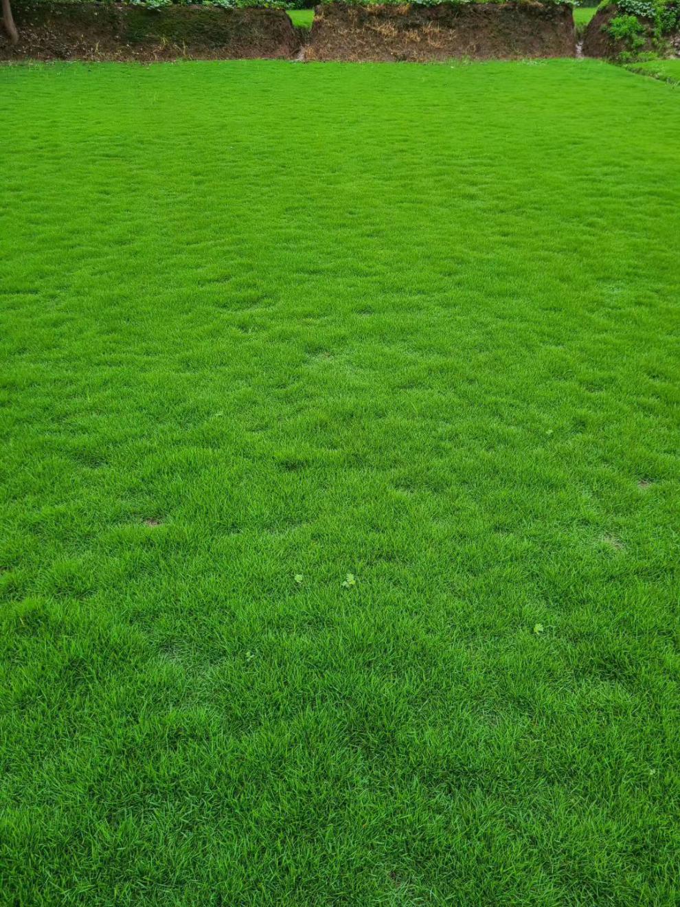 草皮真草坪带泥土别墅花园绿化四季青果岭草草马尼拉草皮带土 百慕大