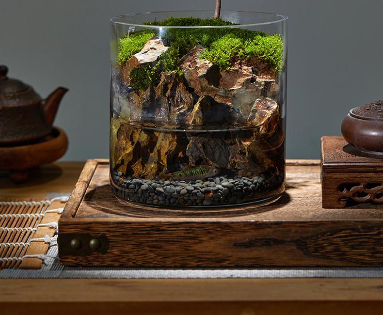 生态瓶苔藓微景观桌面盆栽青苔造景植物闷养鱼缸办公室内水培绿植玄山