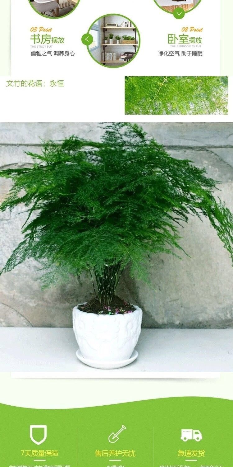 室内花卉君子兰盆栽桌面植物君子兰花苗当年开花精品君子兰大苗