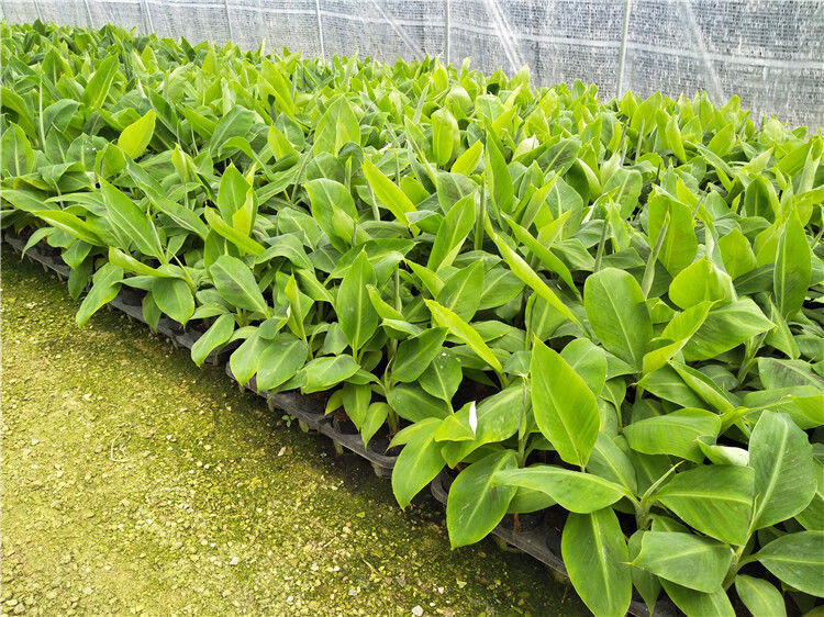 皇帝蕉树苗新品种威廉斯香蕉苗粉蕉矮化蕉小米蕉中蕉9号香蕉树苗