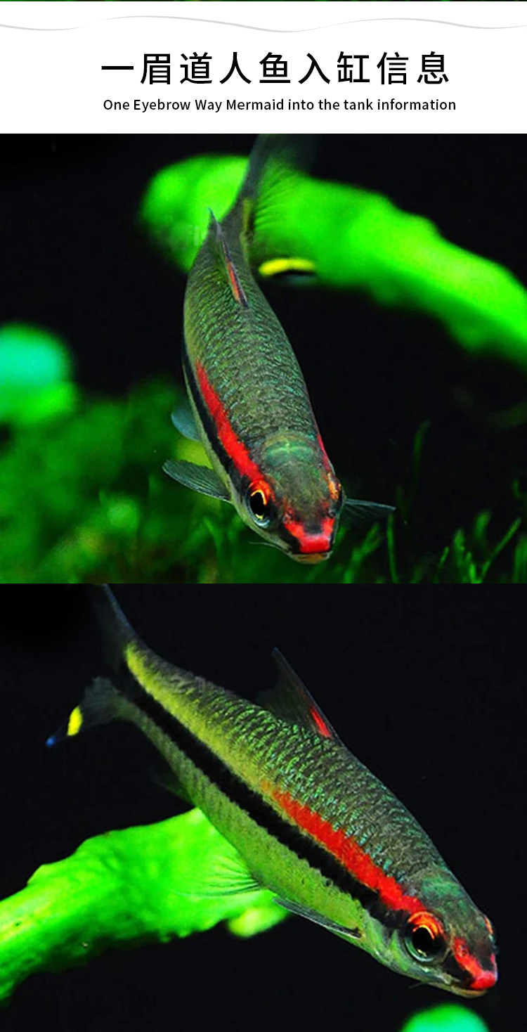 小型热带观赏鱼一眉道人鱼活体水族宠物红眉道人草缸水财神(water