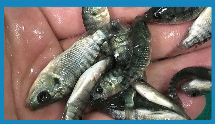 荣郁土耳其鱼/足疗鱼/按摩鱼/温泉鱼/咬力十足鱼疗鱼足疗鱼活体荣郁 3