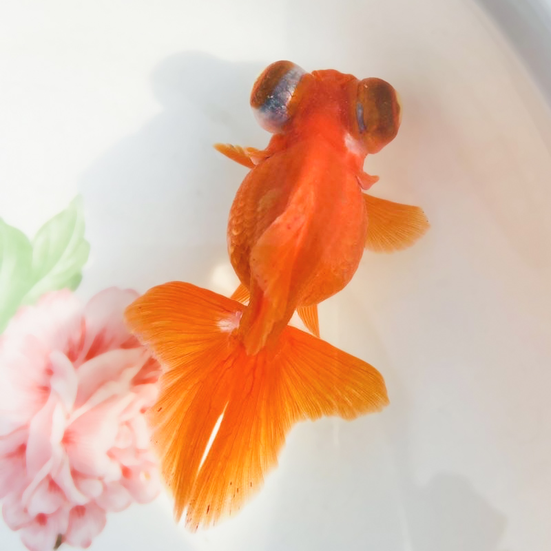 蝶尾金鱼精品熊猫龙睛稀有冷水鱼好养淡水观赏鱼不打氧耐活aa 红白