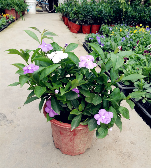 茉莉花苗雙色茉莉花苗盆栽鴛鴦茉莉花卉盆栽紫茉莉花濃香型帶花q4年雙