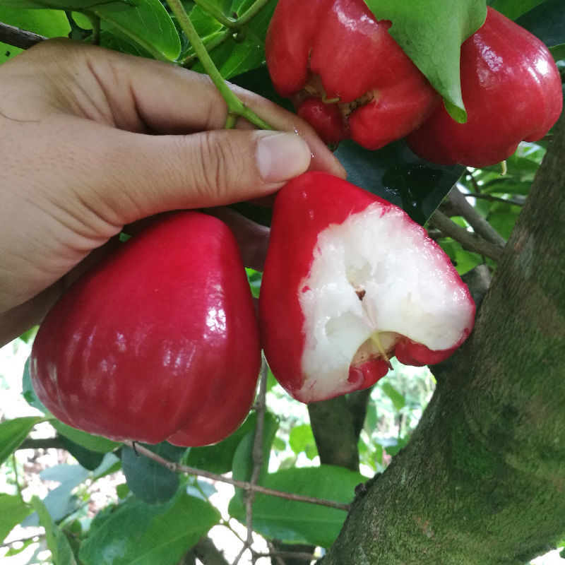 【现摘】海南莲雾果5斤特产水果新鲜热带大叶连雾当季批发1斤 3斤