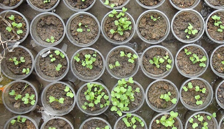 上海青种子农家菜园大田春夏秋冬四季种植小青菜鸡毛菜籽易播蔬菜