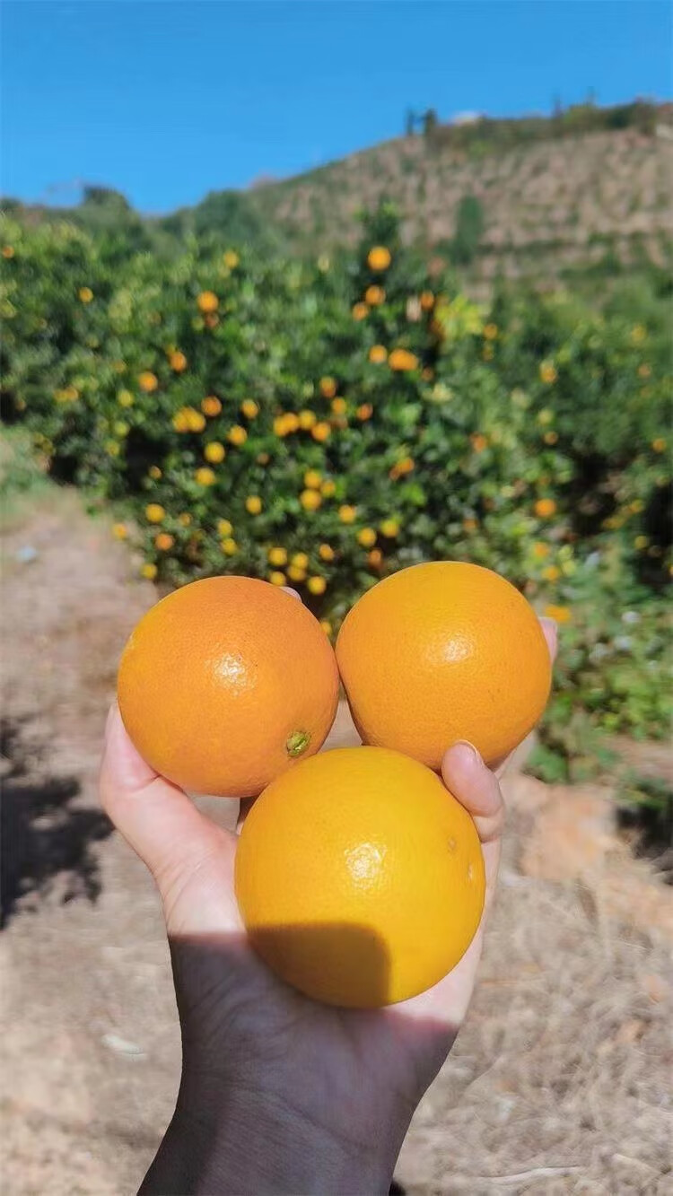 正宗永兴郴州冰糖橙 湖南特产当季新鲜水果甜橙超甜橙子现摘现发礼盒