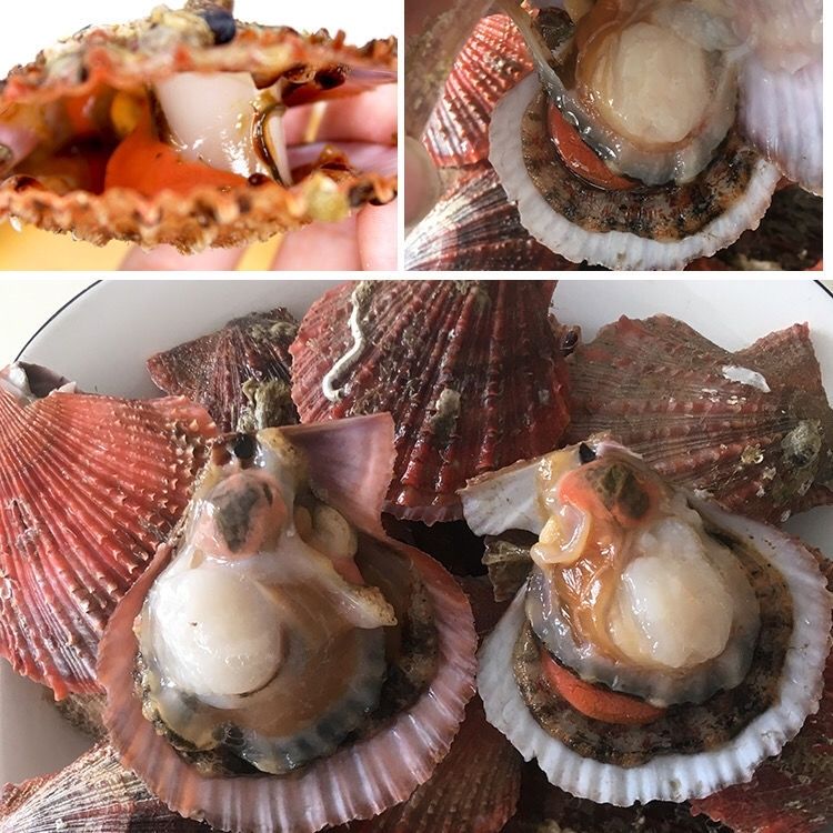 扇贝鲜活新鲜港湾贝带壳超大扇贝海鲜水产海捕贝类5斤偏肥带黄