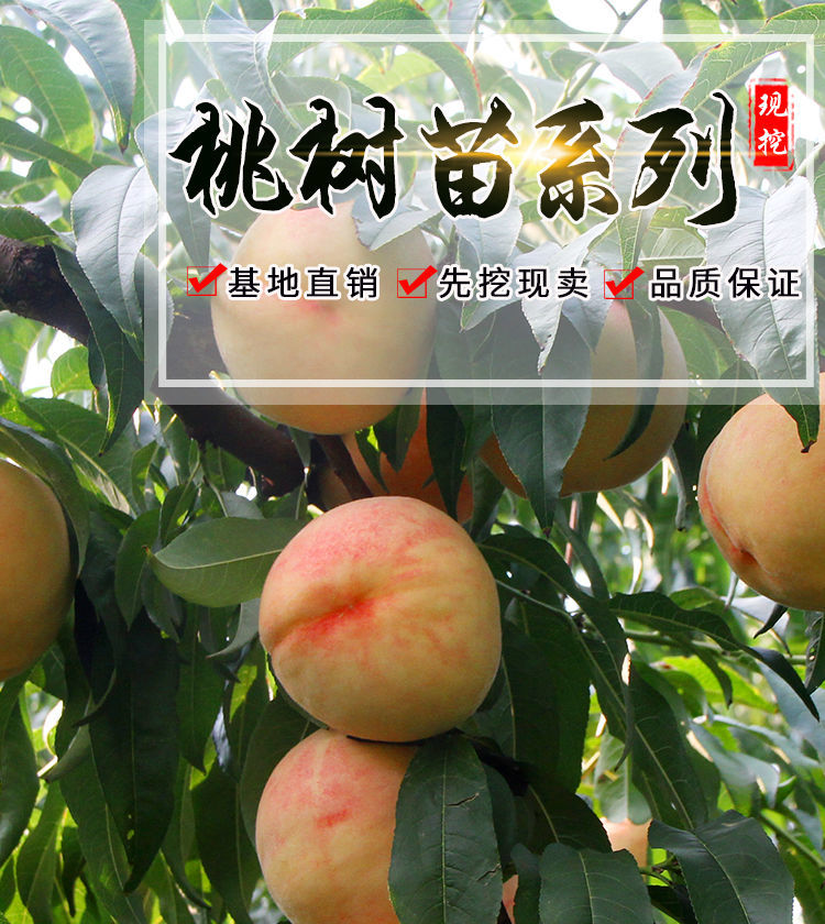 桃树树苗嫁接桃树苗特大新品种桃苗早熟晚熟地栽盆栽南方北方种植当年