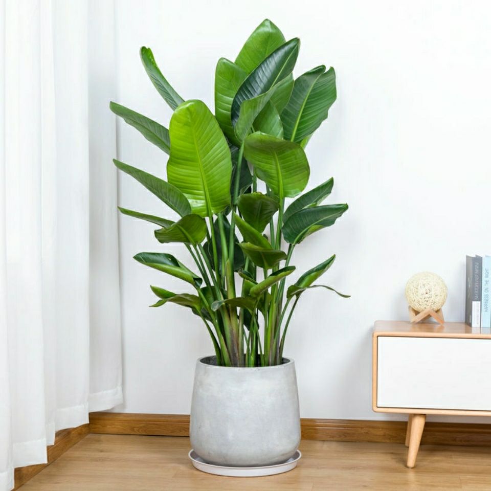天堂鸟北欧植物盆栽室内大型植物鹤望兰客厅绿植盆栽 含盆(加仑盆)