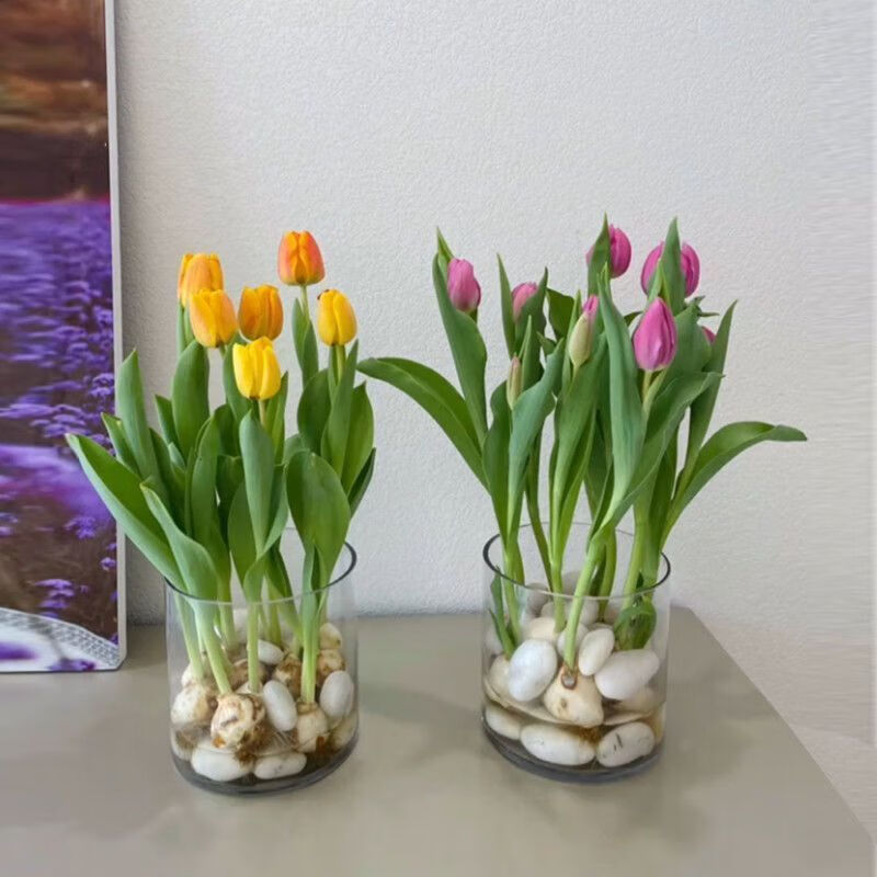 水培百合种球郁金香种球室内外阳台盆栽易种好养花苗郁金香种球子土培