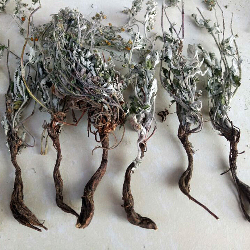 北京同仁堂原料中药材翻白草降糖 野生新鲜翻白草茶番白草中草药可配