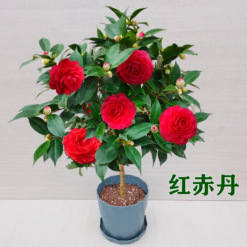 赤丹红山茶花盆栽树苗六角大红色室内绿植花卉阳台庭院d75年苗高约70