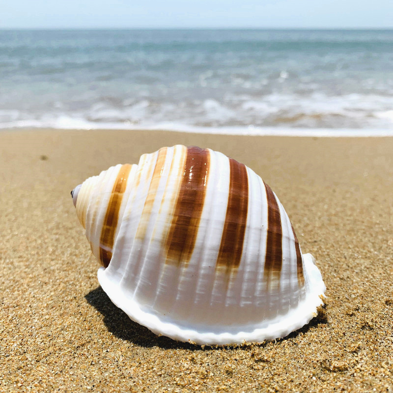 琴螺天然贝壳大海螺鱼缸水族箱装饰品卷贝鱼繁殖壳多肉花盆摆件花点琴