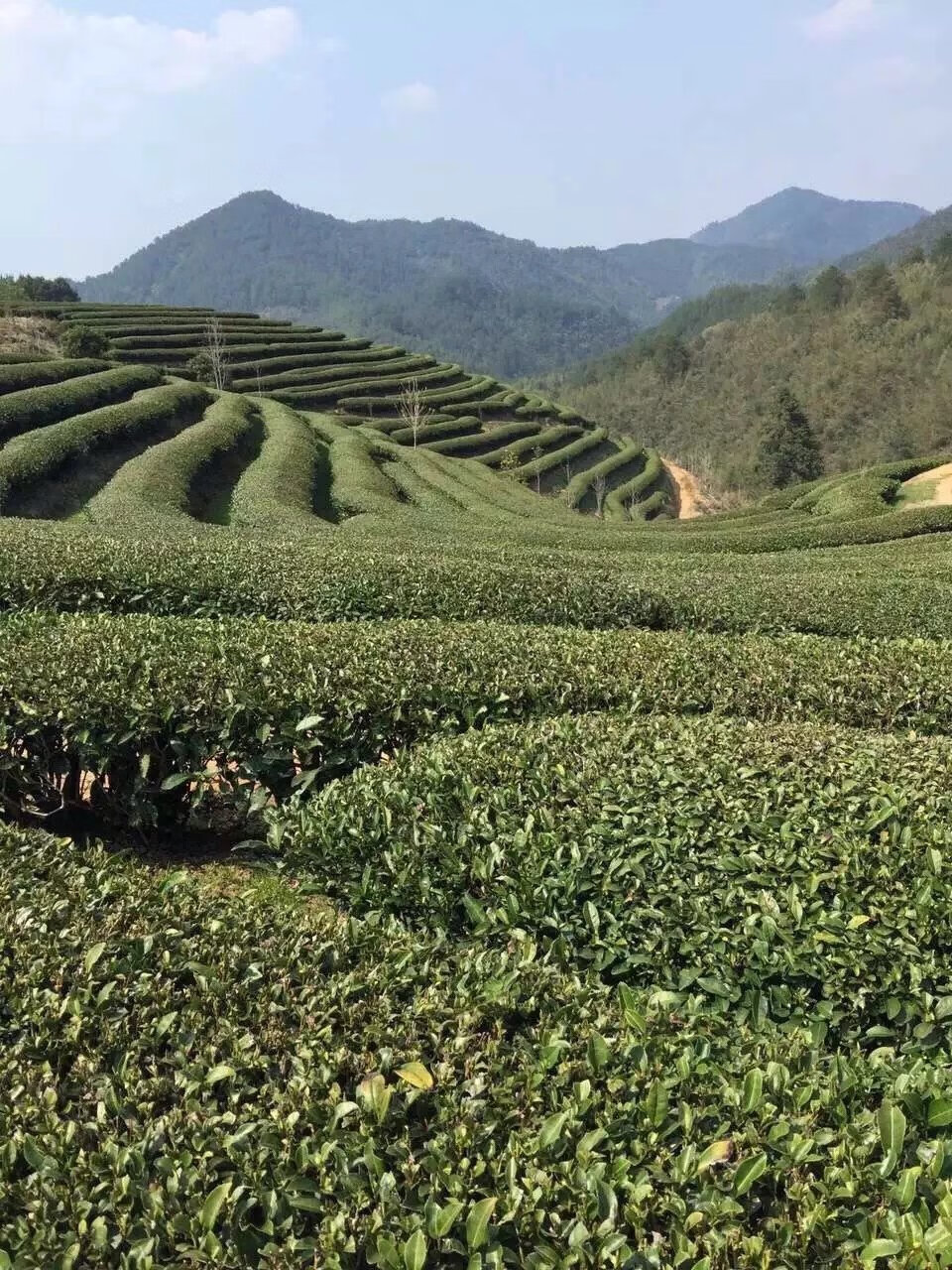 长兴正宗紫笋茶新茶茶顾渚高山茶叶250g农家特产口粮茶绿茶 口粮茶