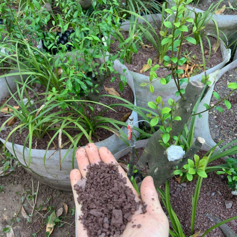 风化石土四川红石谷子风化石风化土金弹子映山红兰花多肉透气沥水酸性