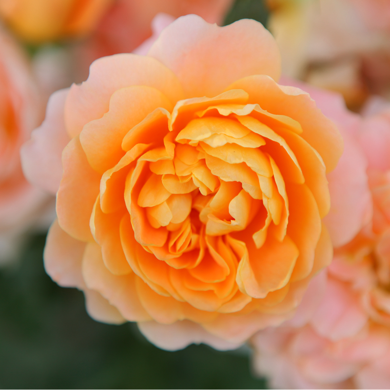 中梦 果汁阳台月季大苗花卉新手橙色玫瑰盆栽d7 果汁阳台大苗一株/高